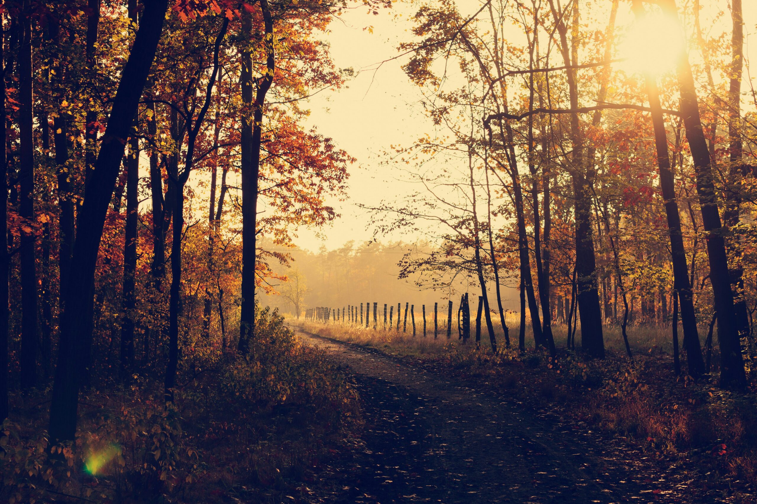 Prosa poetica: “L’autunno non è declino, ma alterità di vita”